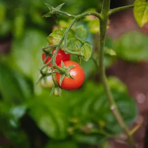 Nea's Green Garden Appartement Rijeka